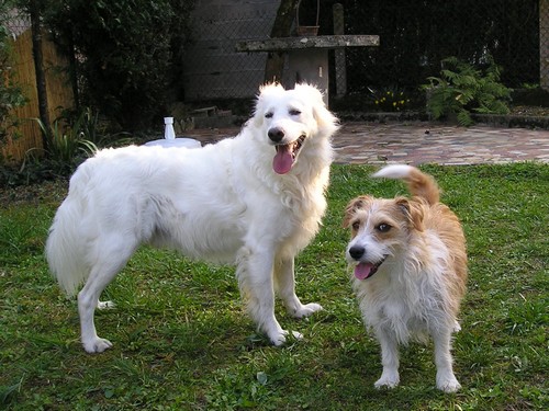 Titi et Grosminet côté chiens