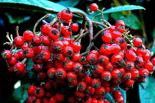 Des petites baies rouges 