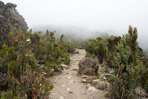 Patrimoine mondial de l'Unesco - Le parc national du Kilimandjaro - Tanzanie -