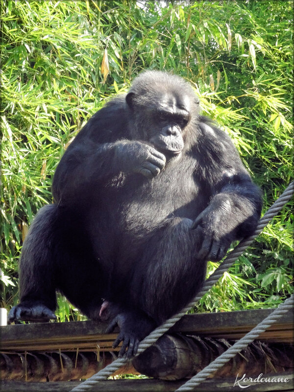 Caline, Mayumba, Hugo, les chimpanzés du zoo de la Flèche