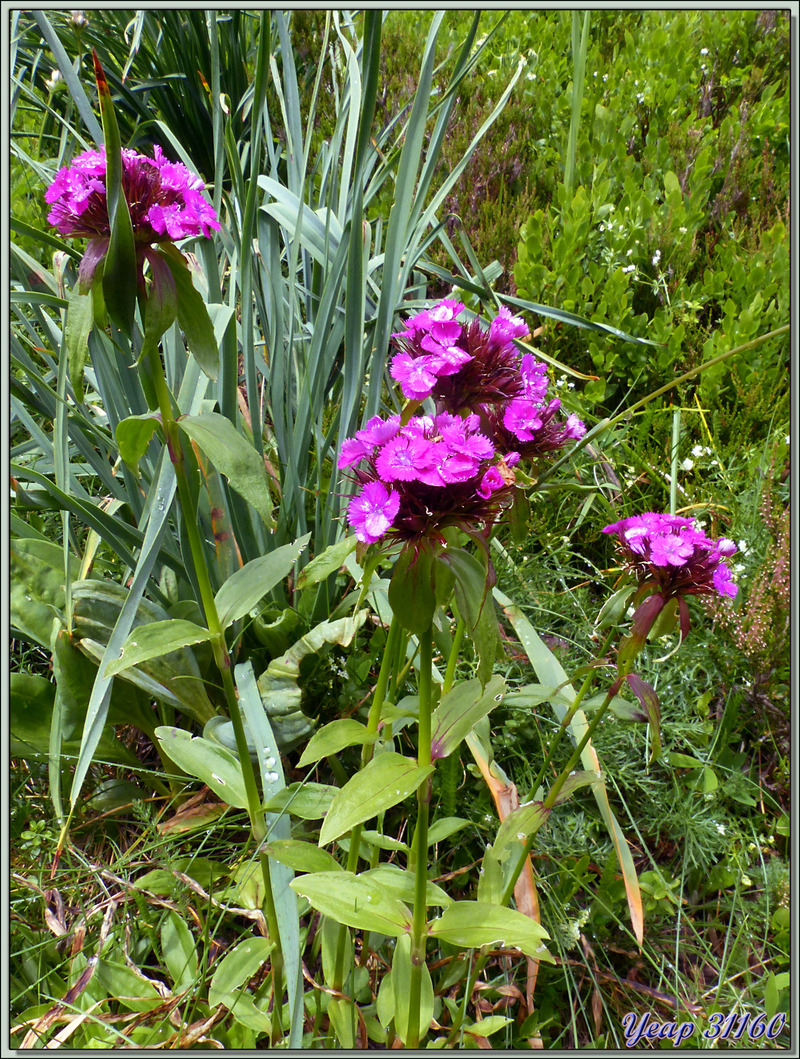 Oeillet des chartreux (Dianthus carthusianorum) - Varrados - Val d'Aran - Espagne