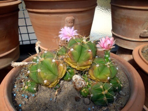 Jardin botanique de Palerme (les cactus)3