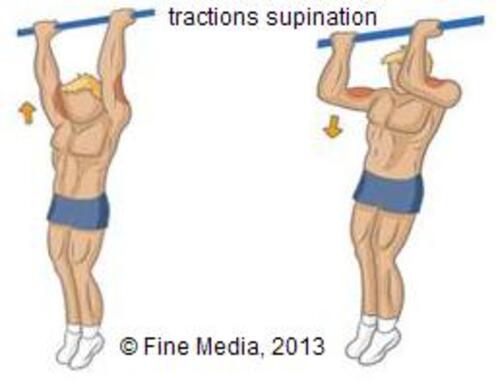 Les exercices de base de musculation