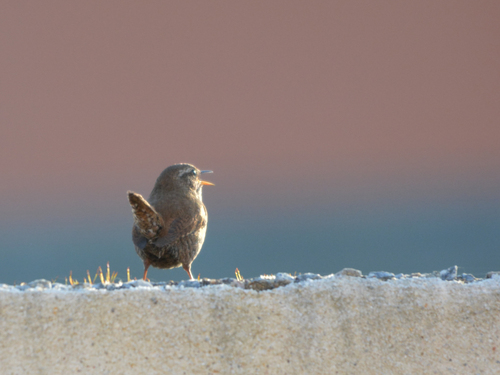 Le Troglodyte mignon