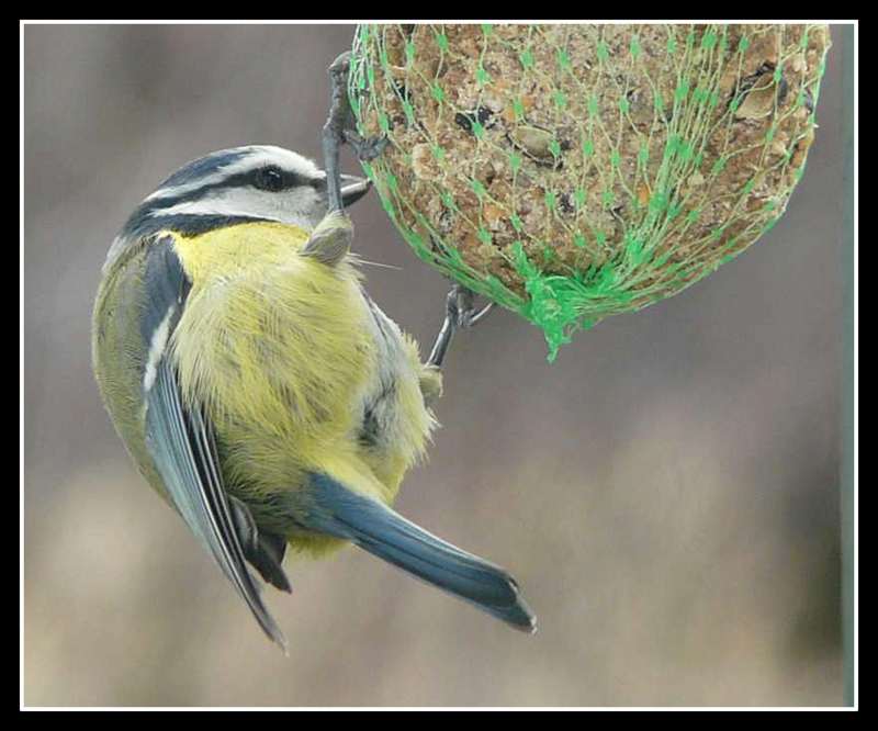 Mésange bleue