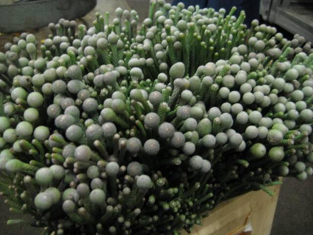 Blog de lisezmoi : Hello! Bienvenue sur mon blog!, Composition réalisée avec des écorces de bouleau, du lichen, des roses blanches et du brunia,