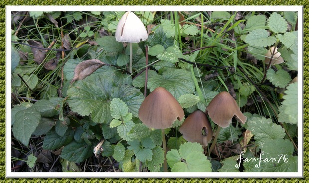                                                                                               Les champignons