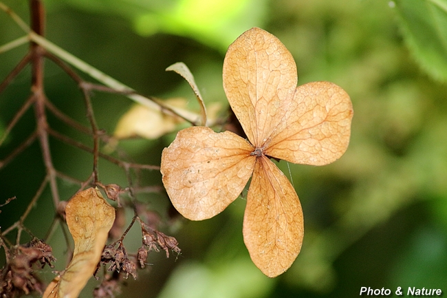 Hortensia grimpant