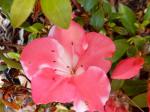 Identification par les fleurs !