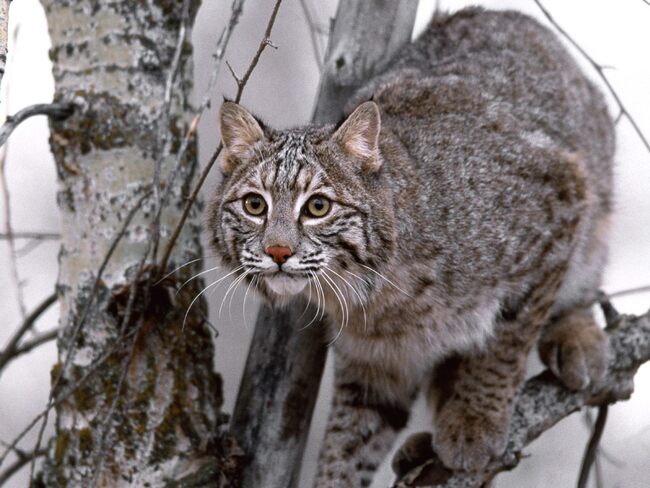 10 Images de gros félins