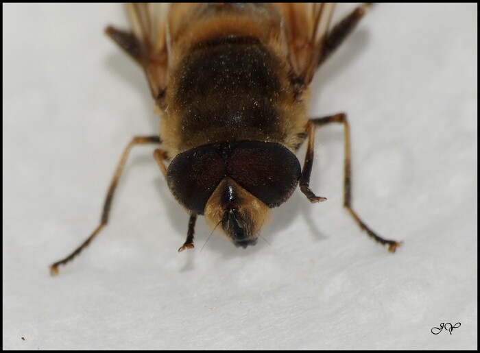 Eristalis tenax.