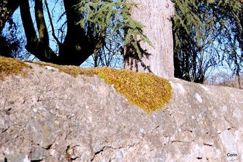 Le tronc de l'arbre