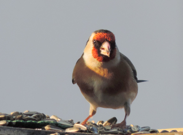 Les oiseaux dans le jardin...