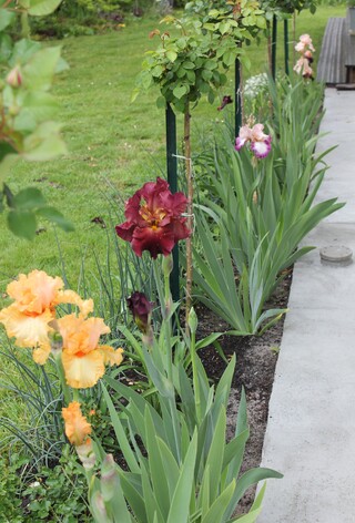 Iris brun rouge-carmin 'Rip City' de Bourdillon