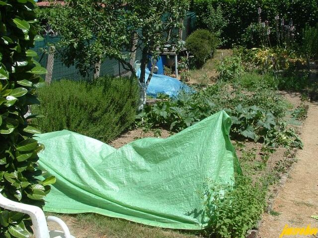 Ouf la canicule est partie , il a plu et mon potager revit 