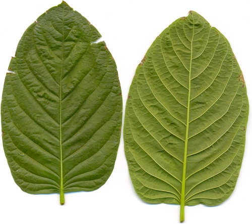 Feuilles de Kratom.jpg