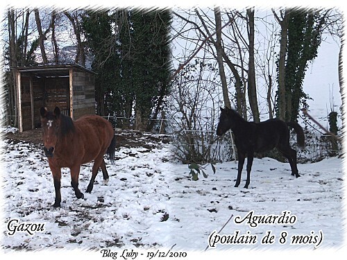 2010 19 12 ballade sassenage chevaux (2)