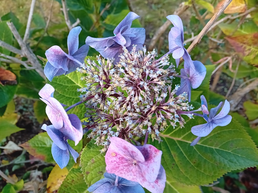  sourires  d'automne 