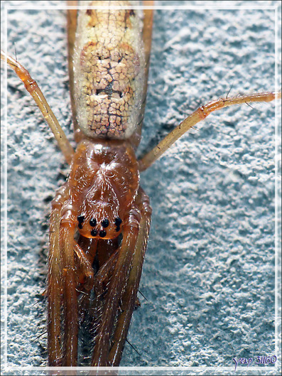 Araignée Tetragnathe (Tetragnatha sp) - La Couarde-sur-Mer - Île de Ré - 17