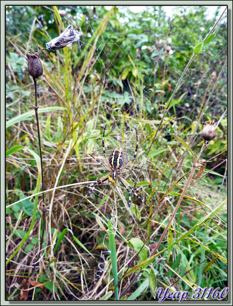Argiope frelon ou Epeire fasciée (Argiope bruennichi) - Montespan - 31