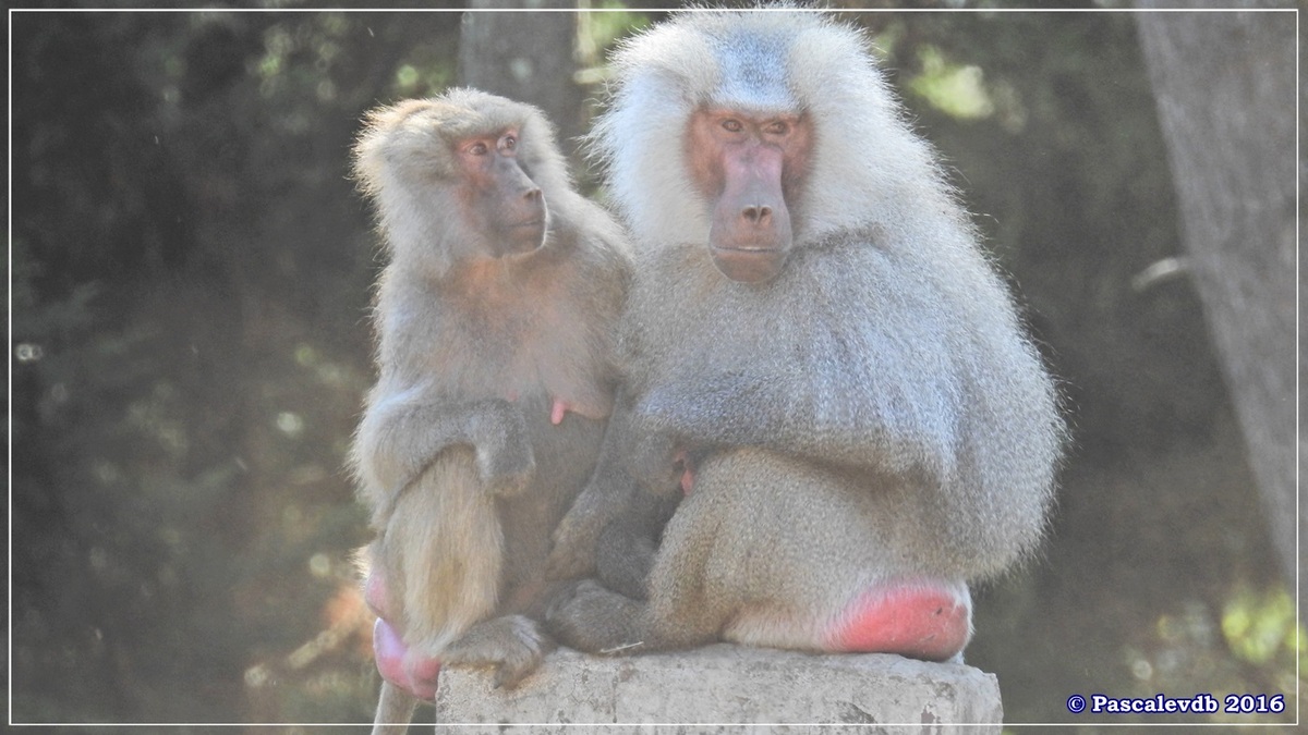 Zoo du Bassin d'Arcachon - Août 2016 - 12/15