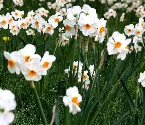 Fleurs cultivées : Narcisse