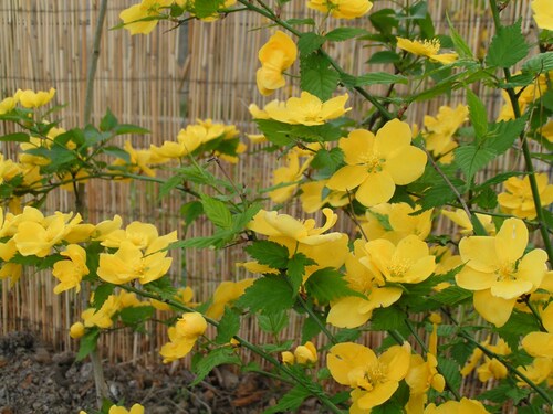 Le jaune de l'amitié