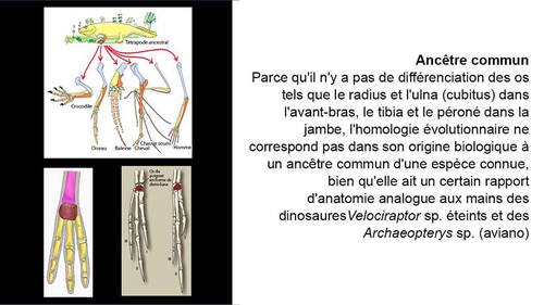 ALIEN PROJECT  -  Les Êtres de Nazca - page 6.