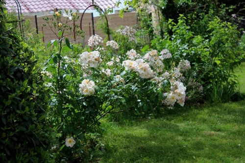 Il est temps de parler de roses