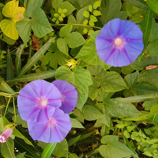 Chez Mildéfis n° 213 une fleur bleue