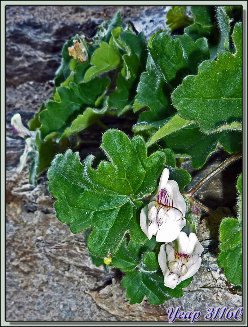 Asarine couchée (Asarina procumbens) - Cerbi - Esterri d'Aneu - Pallars Sobirà - Catalogne - Espagne  (Flore)