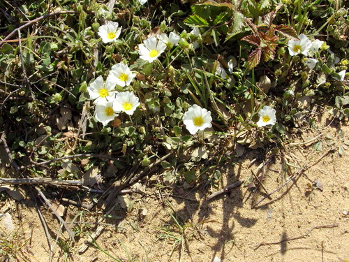 fleurs de bord de mer