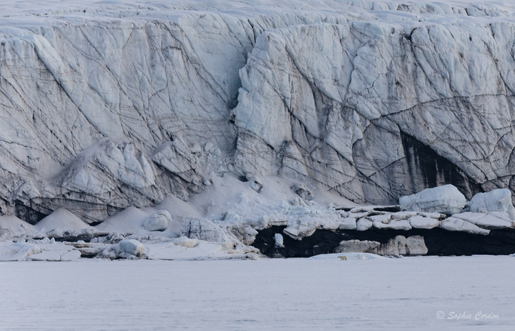 Au milieu des ours