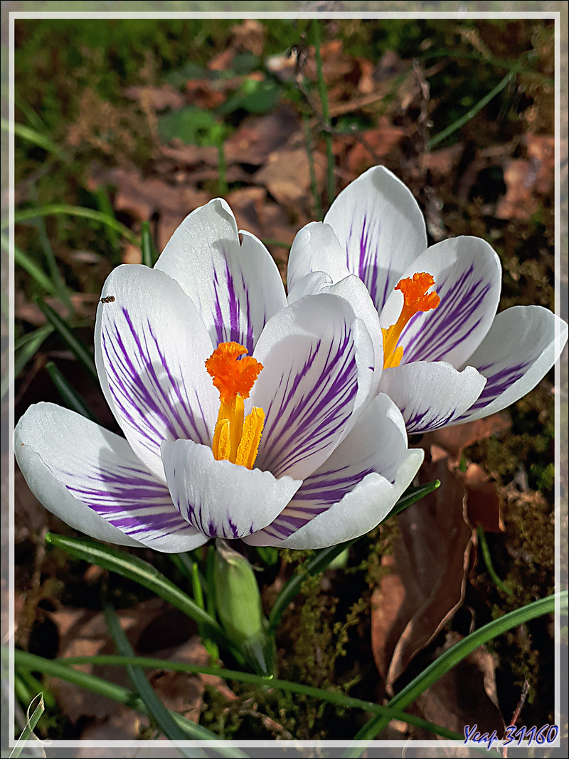 Le printemps étant (presque) arrivé, de la flore cultivée à la sauvage, les petites fleurs sont partout - Lartigau - Milhas - 31