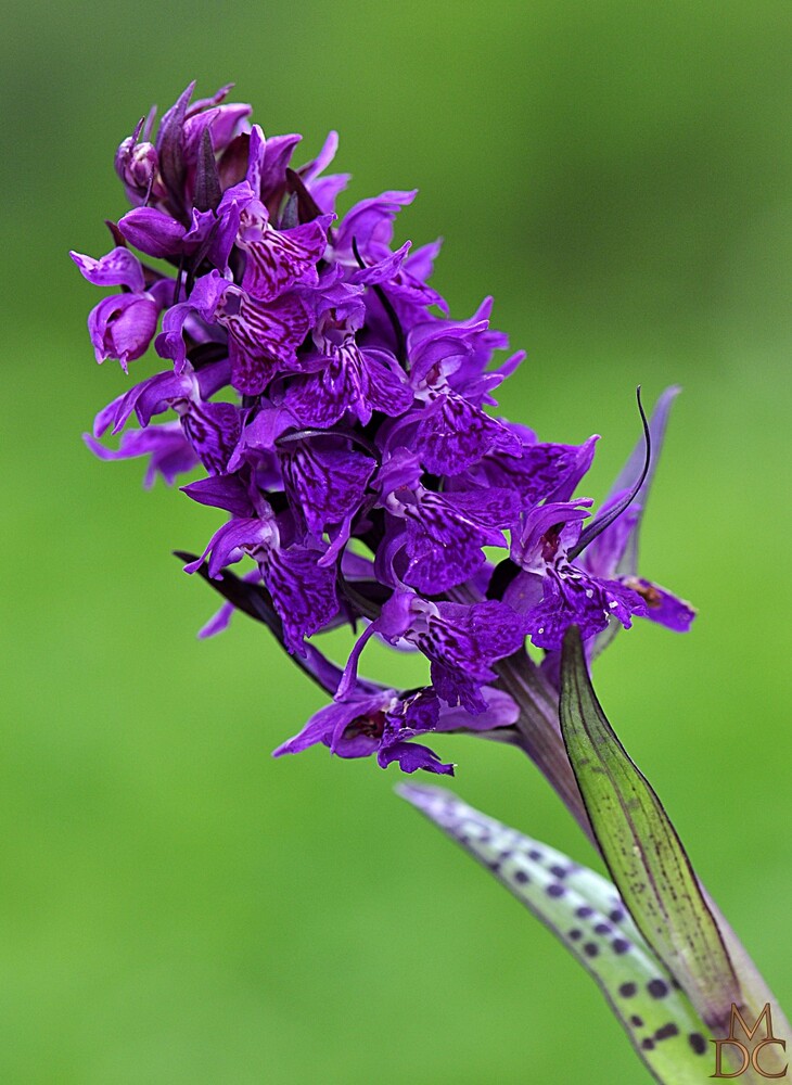 Orchis de mai