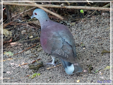 Pigeon de Madagascar, Malagasy Turtle Dove (Nesoenas picturatus) - Nosy Tsarabanjina - Archipel des Mitsio - Madagascar