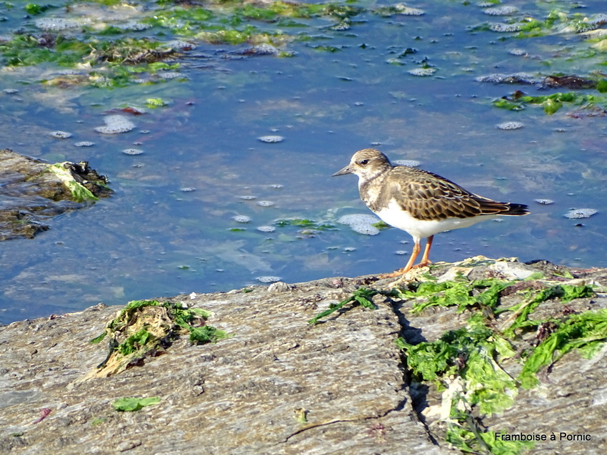 Pornic, Les oiseaux du littoral juillet 2019