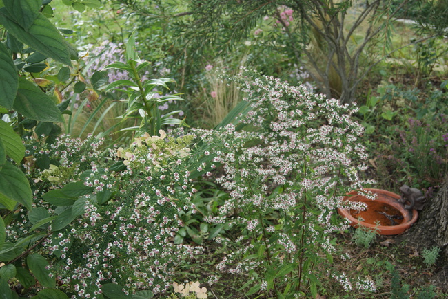 Duo végétal d'automne : hydrangea paniculata et  aster lateriflorus horizontalis