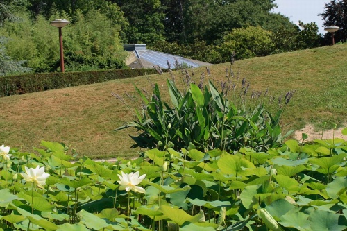 Le parc floral du bois de  Vincennes