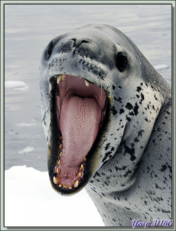 Léopard de mer, phoque léopard - Pleneau Bay - Péninsule Antarctique 