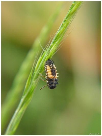 Coccinelles à l'état larvaire