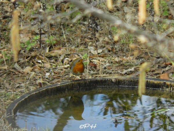 Des Rouge-gorge