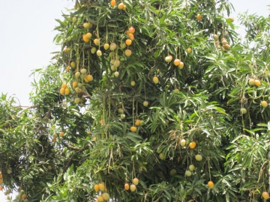 Mali C'est la saison des mangues