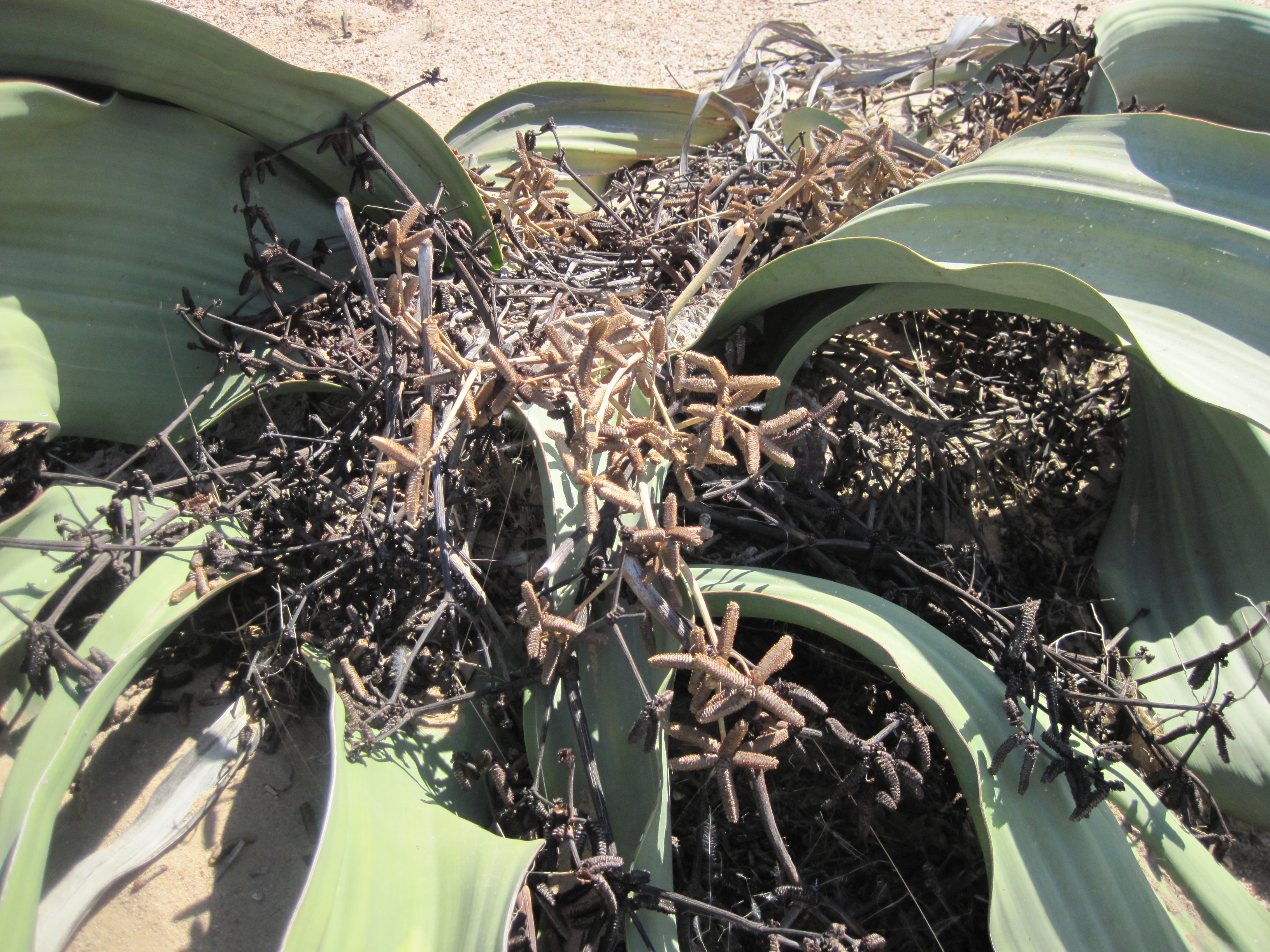 Welwitschia