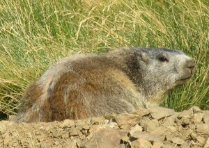 Les marmottes des Pessons