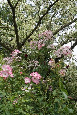 Bichonner le jardin d'André Eve