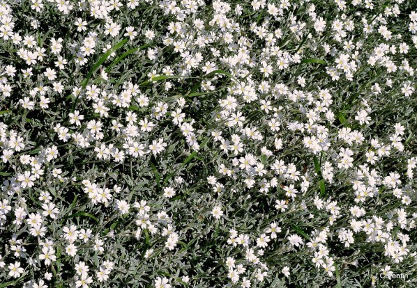 s04 - Un tapis blanc