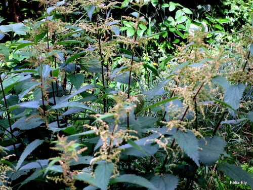 Une plante en juin : l'ortie