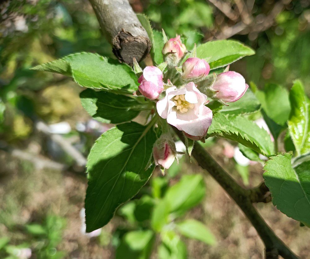 Fleurs de pommiers - avril 2024...