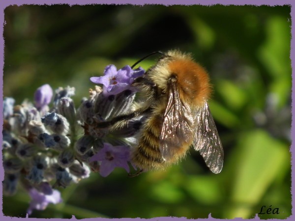 DSCF2948 Bombus